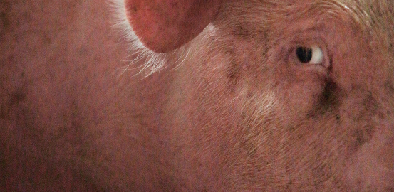 Le porc, source d’organes