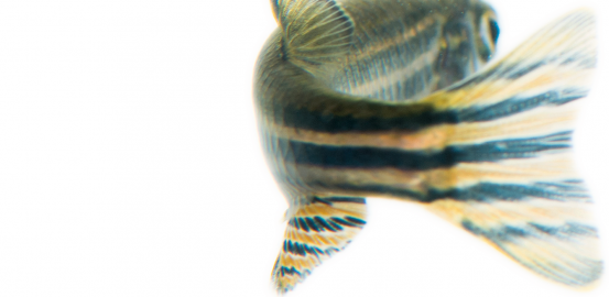 Le zebrafish — danio rerio