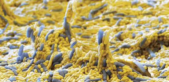 Les microbes, nos 100 billions d’amis